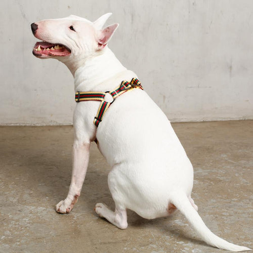 Le Classic Dog Harness