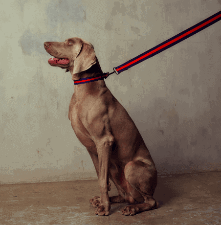 Le Classic Dog Collar