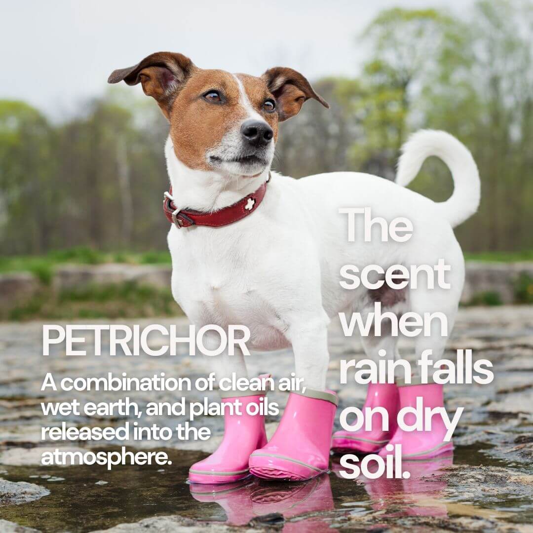 Peak Tomato Scented Candle